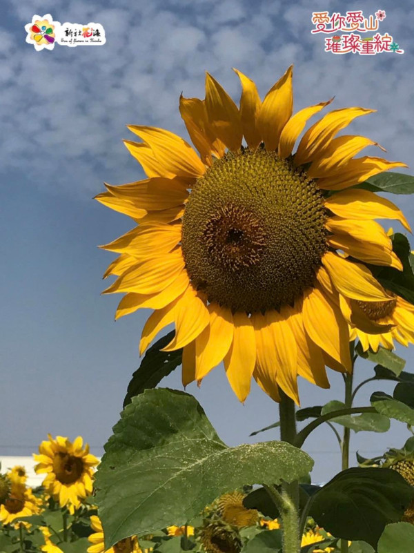 台灣旅遊｜台中國際花毯節2023開鑼！夢幻漂浮城堡花卉／4公頃向日葵花海 