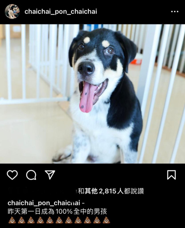 如何教狗狗上廁所？獎勵以外，有甚麼秘訣？小狗與成年犬教法有甚麼不同？