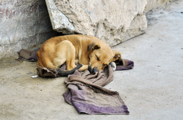 不丹宣佈為全國流浪狗結紥　全世界第一國最先達成目標