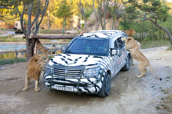 韓國首爾愛寶樂園動物區：野生動物世界（圖片來源︰KKday）