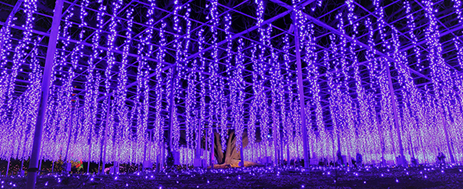 東京足利花卉公園「光之花庭園」夢幻登場!500萬顆LED燈+絕美紫色花海 打卡必去