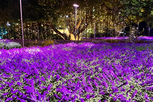 東京足利花卉公園「光之花庭園」夢幻登場！500萬顆LED燈+絕美紫色花海 打卡必去 