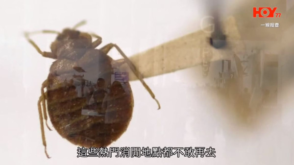 金巴床蝨｜往澳門金巴床蝨滿車 乘客邊坐邊有嘢咬：除鞋超過10隻走出嚟【附金巴回應】 