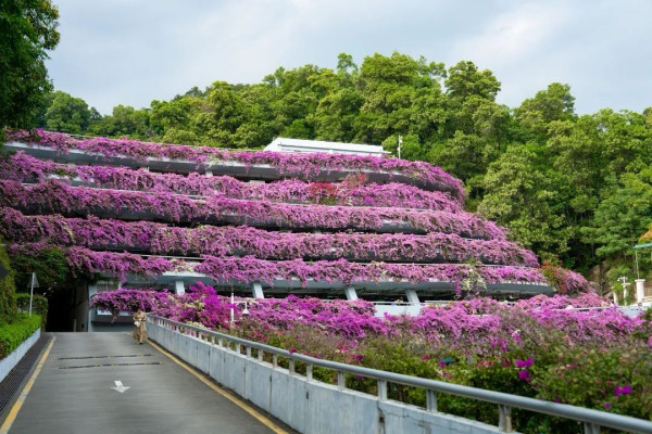 深圳市仙湖植物園（圖片來源：深圳市仙湖植物園官方微信）