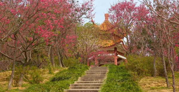 深圳市仙湖植物園（圖片來源：深圳市仙湖植物園官方微信）