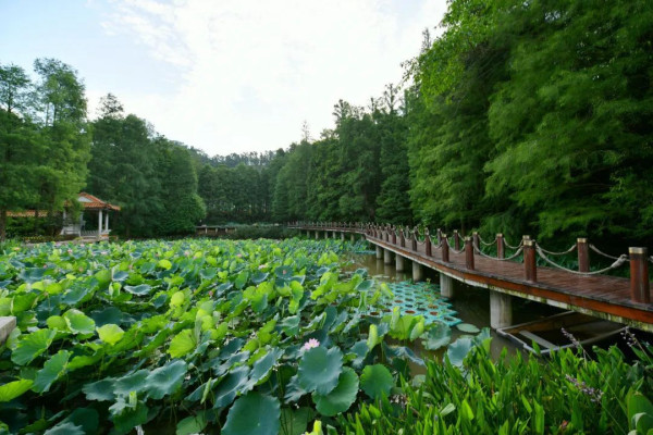 深圳市仙湖植物園（圖片來源：深圳市仙湖植物園官方微信）