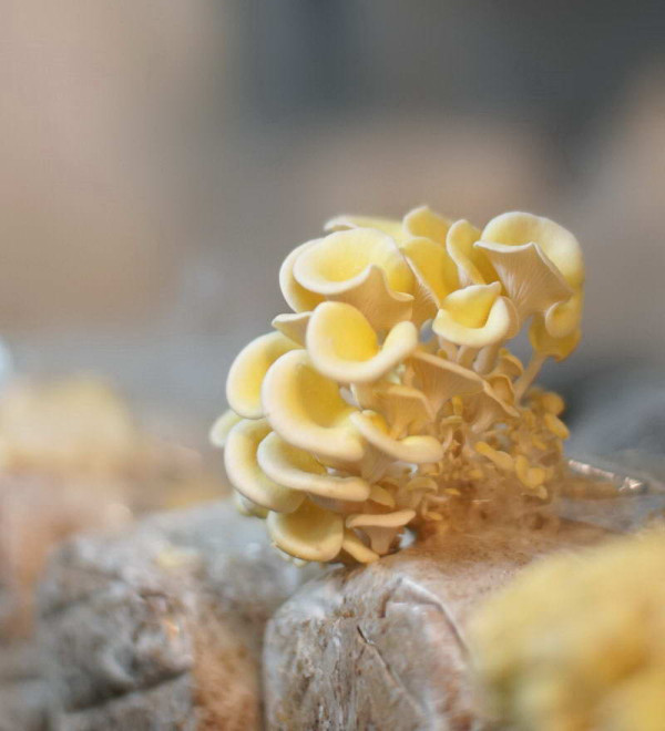 City'super 啟德 25,000 呎新店 必買本地薑產品  / 意大利古老巨型麵包 