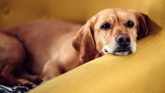 狗狗患上分離焦慮症點算好？5 種方法教你改善   出門前切忌做呢個行為、必做減敏訓練