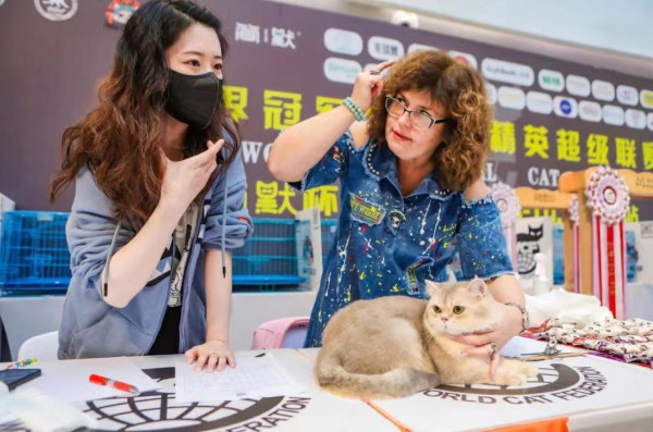 香港首屆世界冠軍貓職業精英聯賽　過百貓咪爭艷行Cat Walk！