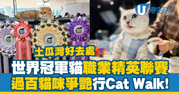 香港首屆世界冠軍貓職業精英聯賽　過百貓咪爭艷行Cat Walk！