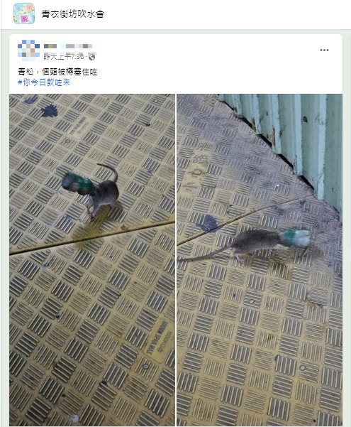 過街老鼠遭益力多樽卡頭掙扎 如「慢性死刑」網民：救唔救佢好？