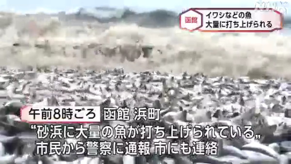日本北海道海岸驚現千噸沙甸魚屍綿延1公里  當地居民憂是地震先兆 