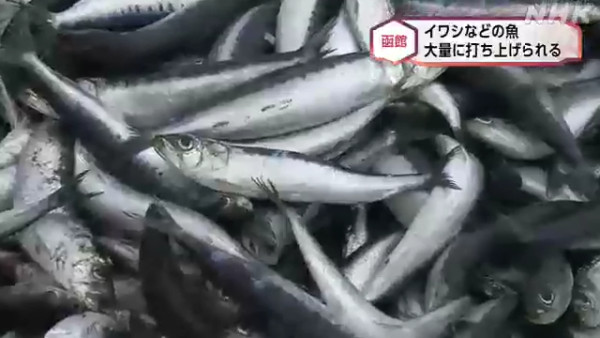 海邊異象！北海道大量死沙甸魚堆積岸邊近1公里 專家估計基於一個原因 