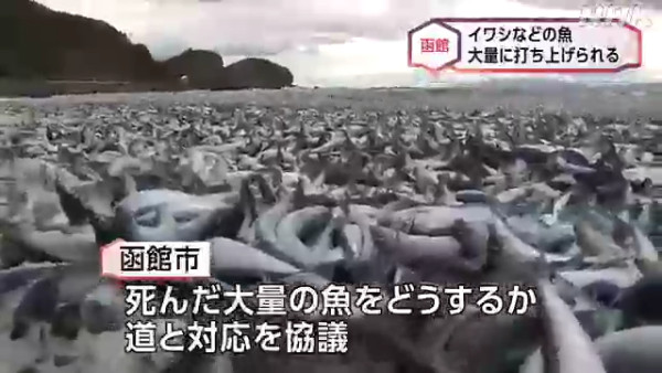海邊異象！北海道大量死沙甸魚堆積岸邊近1公里 專家估計基於一個原因 