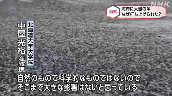 日本北海道海岸驚現千噸沙甸魚屍綿延1公里  當地居民憂是地震先兆 