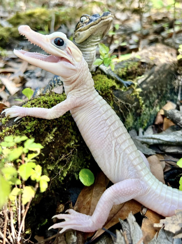 美國一動物園孵出「白變鱷魚」全球第8隻極罕有！正向大眾徵名中