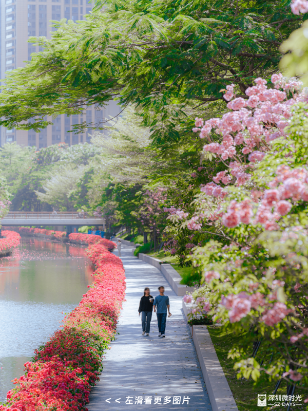 深圳好去處｜南山區花河成新興打卡位！兩岸簕杜鵑花海/紫花風鈴木盛開 (附地鐵前往方式) 