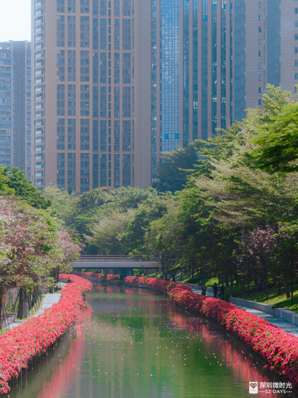 深圳好去處｜南山區花河成新興打卡位！兩岸簕杜鵑花海/紫花風鈴木盛開 (附地鐵前往方式) 