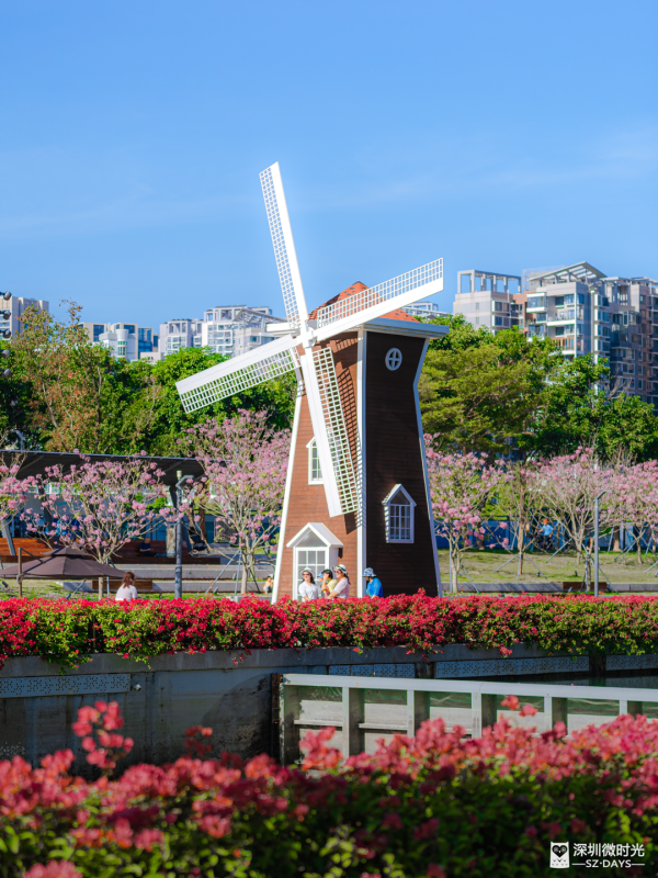 深圳好去處｜南山區花河成新興打卡位！兩岸簕杜鵑花海/紫花風鈴木盛開 (附地鐵前往方式) 