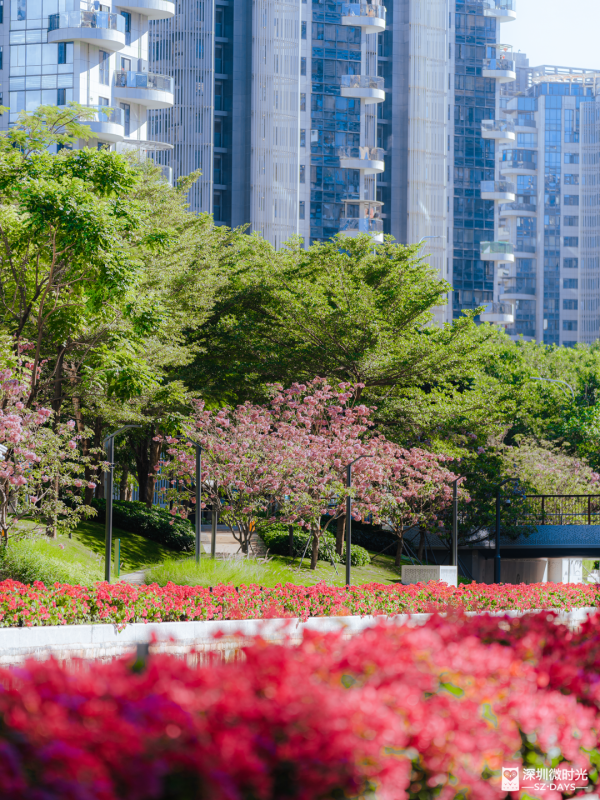 深圳好去處｜南山區花河成新興打卡位！兩岸簕杜鵑花海/紫花風鈴木盛開 (附地鐵前往方式) 