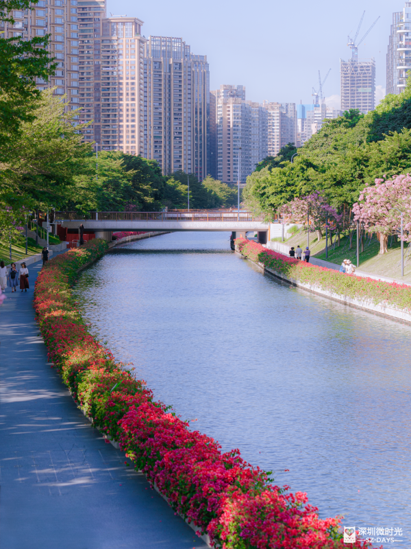 深圳好去處｜南山區花河成新興打卡位！兩岸簕杜鵑花海/紫花風鈴木盛開 (附地鐵前往方式) 