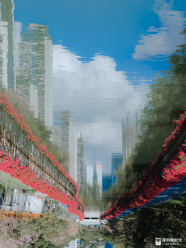 深圳好去處｜南山區花河成新興打卡位！兩岸簕杜鵑花海/紫花風鈴木盛開 (附地鐵前往方式) 