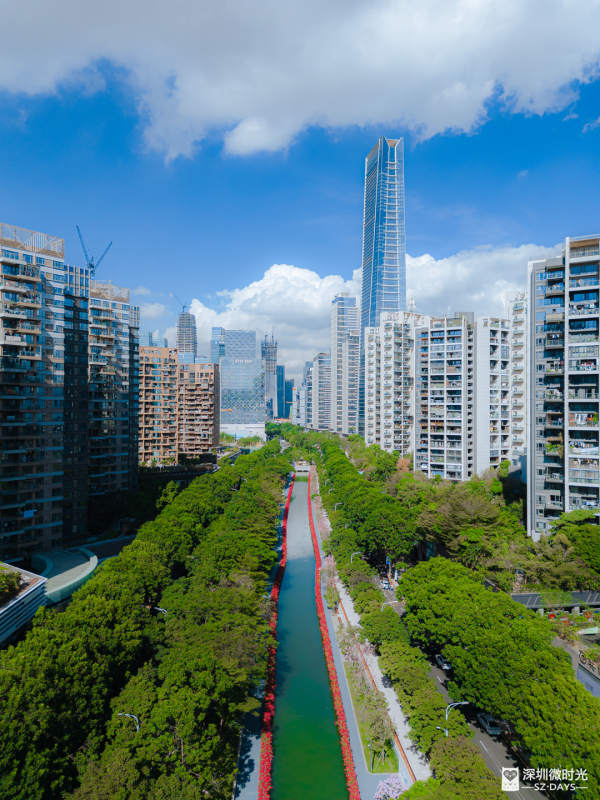 深圳好去處｜南山區花河成新興打卡位！兩岸簕杜鵑花海/紫花風鈴木盛開 (附地鐵前往方式) 