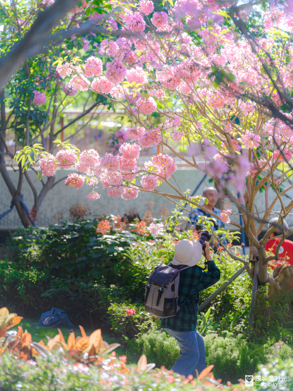 深圳好去處｜南山區花河成新興打卡位！兩岸簕杜鵑花海/紫花風鈴木盛開 (附地鐵前往方式) 