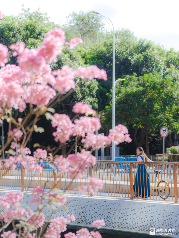 深圳好去處｜南山區花河成新興打卡位！兩岸簕杜鵑花海/紫花風鈴木盛開 (附地鐵前往方式) 