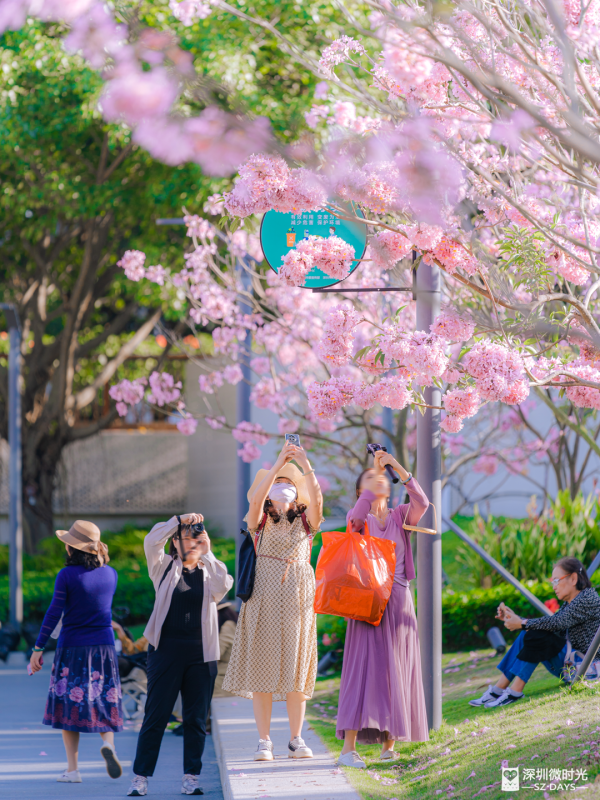 深圳好去處｜南山區花河成新興打卡位！兩岸簕杜鵑花海/紫花風鈴木盛開 (附地鐵前往方式) 