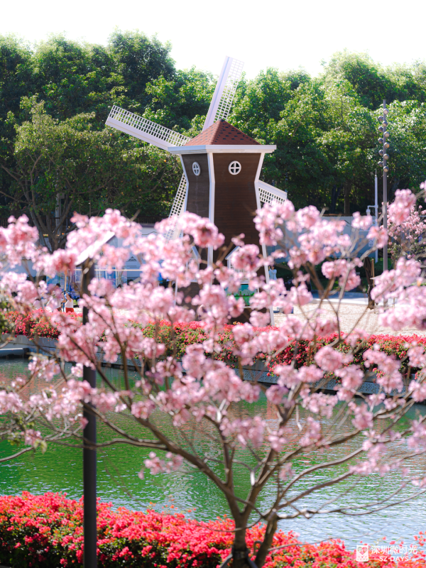 深圳好去處｜南山區花河成新興打卡位！兩岸簕杜鵑花海/紫花風鈴木盛開 (附地鐵前往方式) 