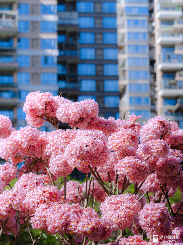 深圳好去處｜南山區花河成新興打卡位！兩岸簕杜鵑花海/紫花風鈴木盛開 (附地鐵前往方式) 
