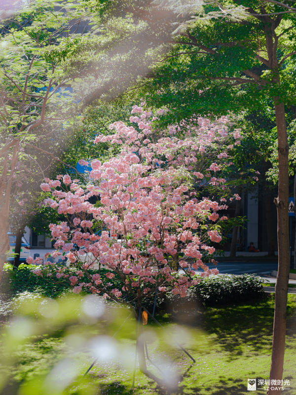 深圳好去處｜南山區花河成新興打卡位！兩岸簕杜鵑花海/紫花風鈴木盛開 (附地鐵前往方式) 