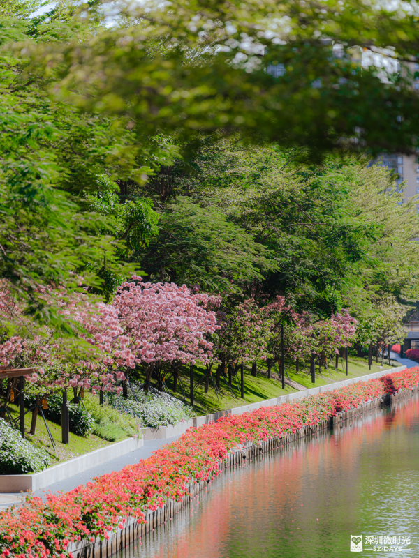 深圳好去處｜南山區花河成新興打卡位！兩岸簕杜鵑花海/紫花風鈴木盛開 (附地鐵前往方式) 