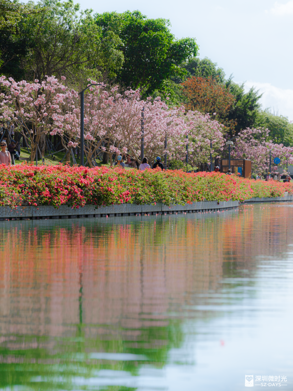 深圳好去處｜南山區花河成新興打卡位！兩岸簕杜鵑花海/紫花風鈴木盛開 (附地鐵前往方式) 