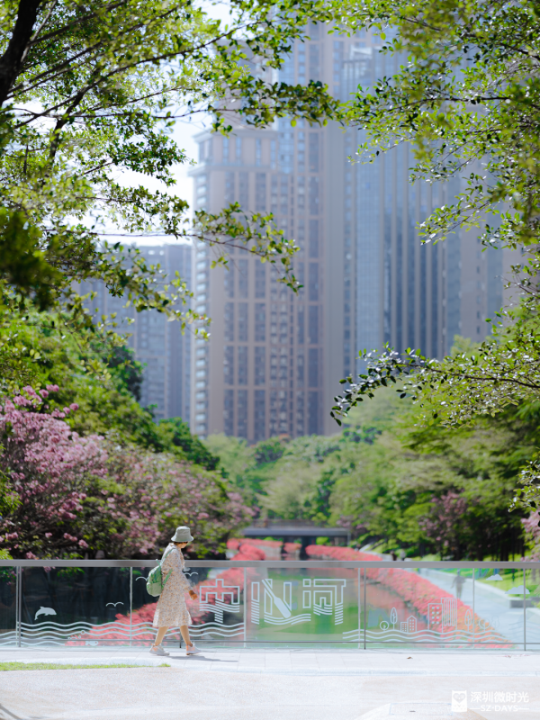深圳好去處｜南山區花河成新興打卡位！兩岸簕杜鵑花海/紫花風鈴木盛開 (附地鐵前往方式) 