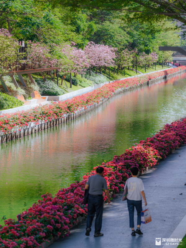 深圳好去處｜南山區花河成新興打卡位！兩岸簕杜鵑花海/紫花風鈴木盛開 (附地鐵前往方式) 