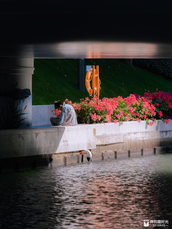 深圳好去處｜南山區花河成新興打卡位！兩岸簕杜鵑花海/紫花風鈴木盛開 (附地鐵前往方式) 