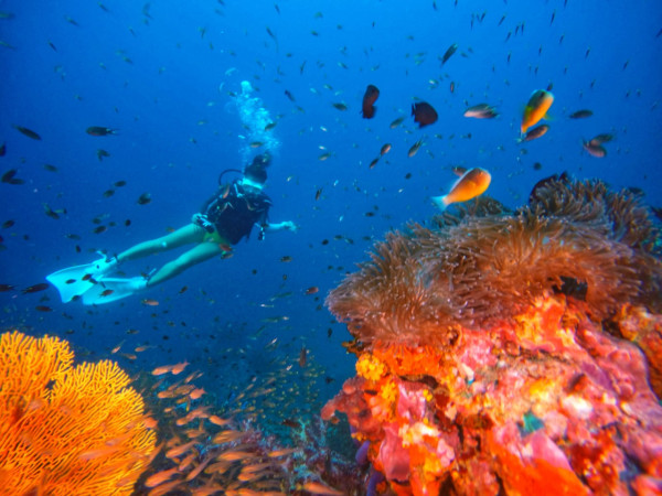 【飛女】布吉以外 - 蔻立 