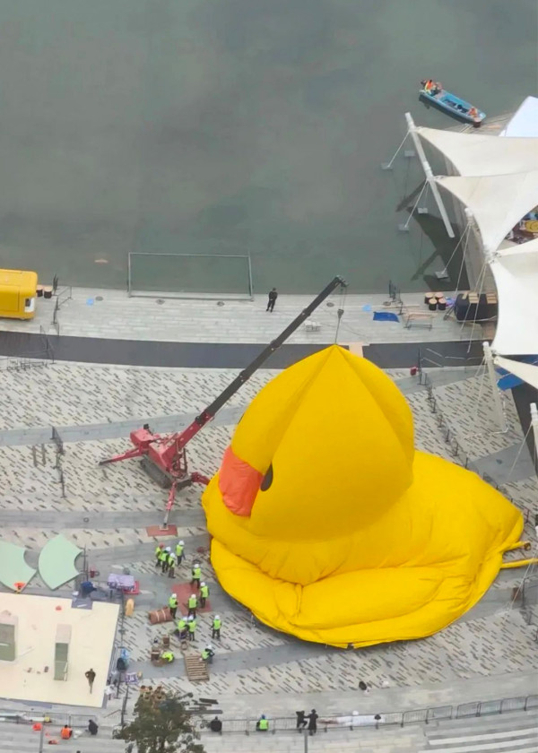 巨型大黃鴨12月20起登陸深圳灣  口岸地鐵直達！展覽為期1個月 