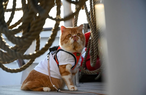 帶貓出海！新加坡船公司推「貓貓郵輪團」　與貓睇海景嘆四道菜晚餐