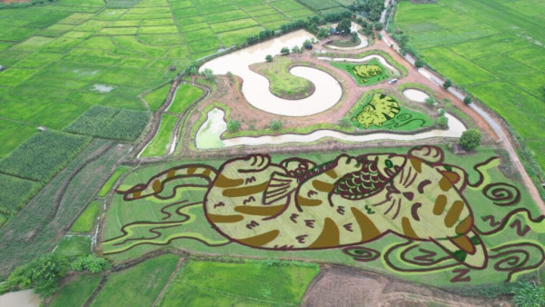 泰北清萊稻田變畫布  農夫藝術家創作巨型貓咪圖 