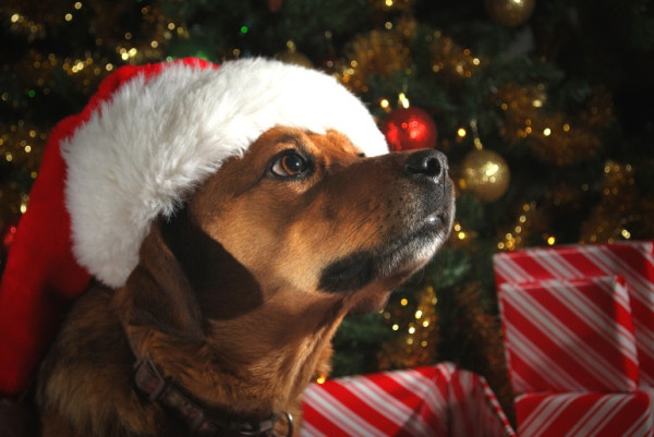 聖誕前動物收容所狗狗全數被領養　50年首次！工作人員空狗舍前留影記錄奇跡