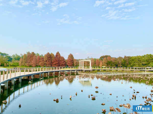 天水圍濕地公園淪陷！來回4小時只為睇落羽松：網民直擊超長人龍排隊進場　未夠4點已截龍