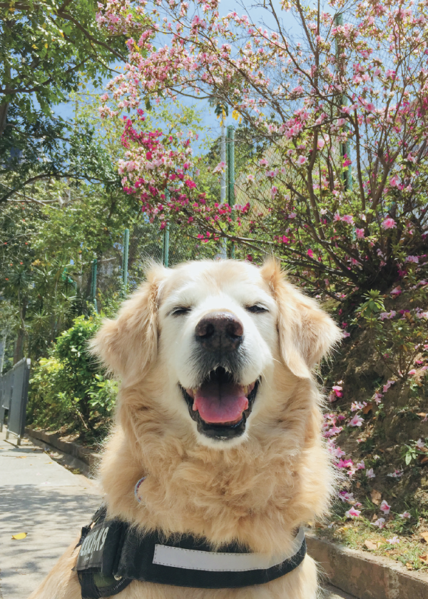 與金毛愛犬一起成長．漫步小城．直到老去 3家書店3種感動 《尋回散步時光》作者分享會  