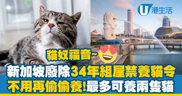 新加坡廢除34年組屋禁養貓令　貓奴福音！最多養兩隻貓