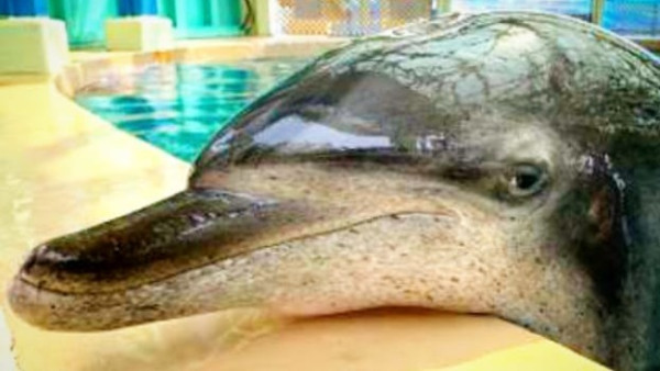 海洋公園宣佈園內最年長雄性印度太平洋樽鼻海豚Molly離世 享年40歲