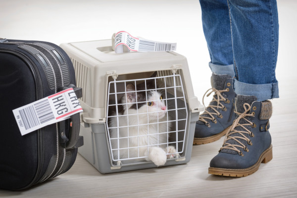 羽田機場日航大火兩寵物葬身火海　網聯署寵物是「家人」禁寄行李艙