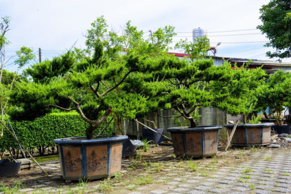 清境不是第一名！台灣最強農場出爐，冠軍狂吸180萬人朝聖 