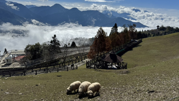 清境不是第一名！台灣最強農場出爐，冠軍狂吸180萬人朝聖 